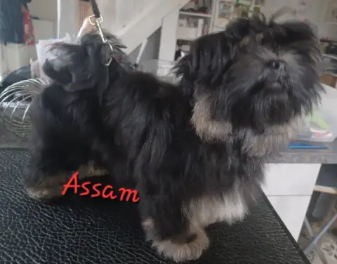 Lhassa Apso  Assam De La Cure Des Maprelles photo 3