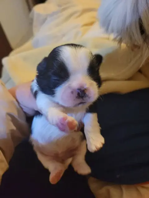 Shih Tzu  Boy 2 De La Vallée Aux Mille Fleurs