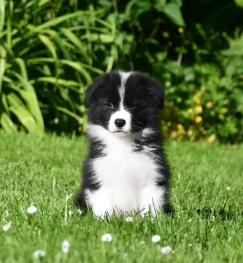Border Collie  Garçon 3 Of Pacific Spirit