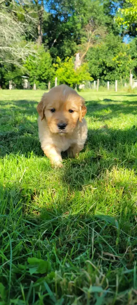 Golden Retriever  B.... Des Molosses De Timoulys photo 3