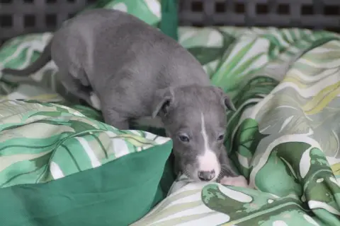 Whippet photo 2