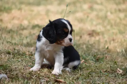 Cavalier King Charles Spaniel 
                       efae2 photo 3