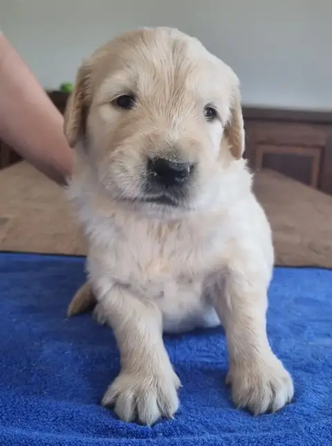 Golden Retriever  Chiot N°3 Des Hirondelles Du Voyage 5bf05 photo 3