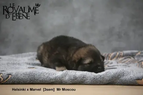 Eurasier  Mr Moscou Du Royaume D'Ebène photo 2