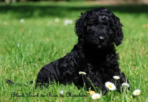 Caniche  Black Pearl Du Bois De Morchène photo 3