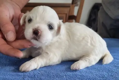Coton De Tulear  Chiot N°1 Des Hirondelles Du Voyage ccf5c photo 2