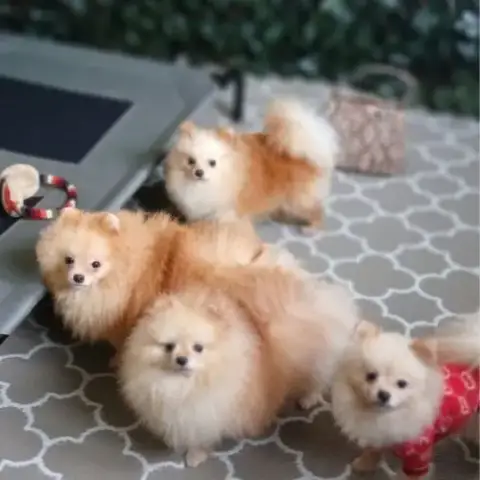 Magnifiques Spitz Pomeranians Nains