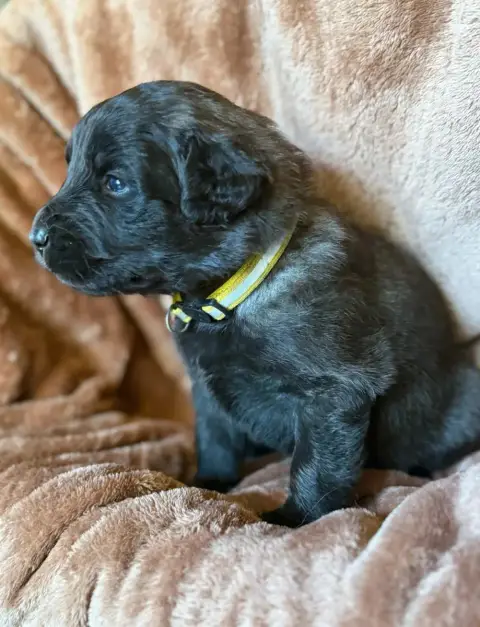 Leonberger  Jaune De La Jolie Campagne