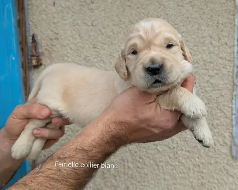 Golden Retriever photo 2