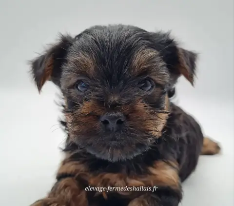 Yorkshire Terrier  Barney Du Mont De La Chenaie