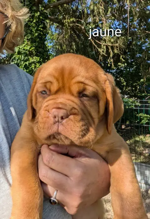 Dogue De Bordeaux  Femelle Collier Jaune Du Paradis D f98ee