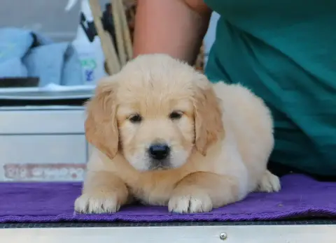 Golden Retriever  Chiot N°5 Rose De Windy'Stia photo 2