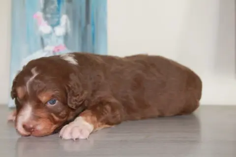 Berger Australien  Chiot N°4 Du Rêve Des Joyaux photo 2