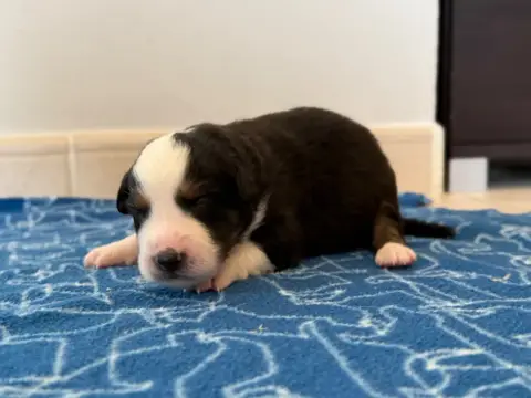 Berger Australien  Chiot 11 Au Royaume Des Jolies Per 83893