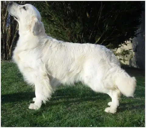 Golden Retriever  Mr Vert Forêt Hearunes photo 2