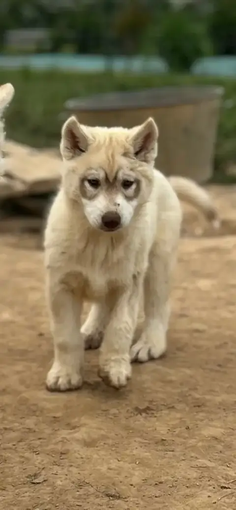 Siberian Husky  Chiot 4 Du Domaine Pacifique photo 2