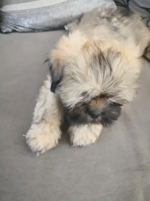Lhassa Apso  Bello A Pazzia D'Aurelia photo 2