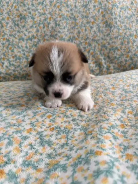 Welsh Corgi Pembroke  Collier Rouge