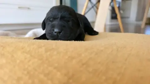 Labrador Retriever photo 2