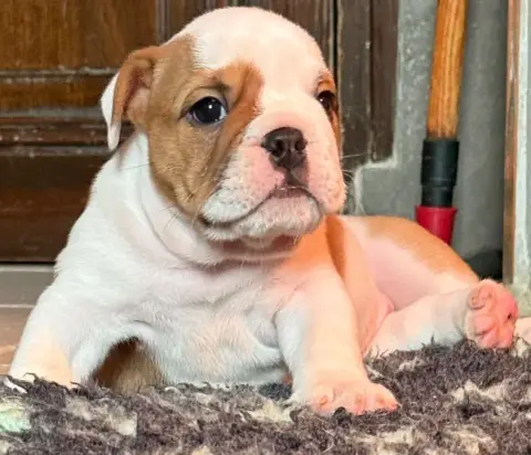Bulldog Anglais  Anastasie The Bull'S Of Sweetness Ma c6b20