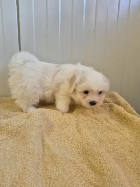 Coton De Tulear  Chiot N°1 Des Terres De Bourguenaill 806aa photo 2