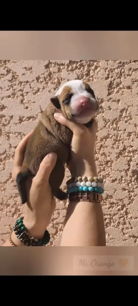 Bulldog Continental  Mr Orange Du Val Dore D'Ourea
