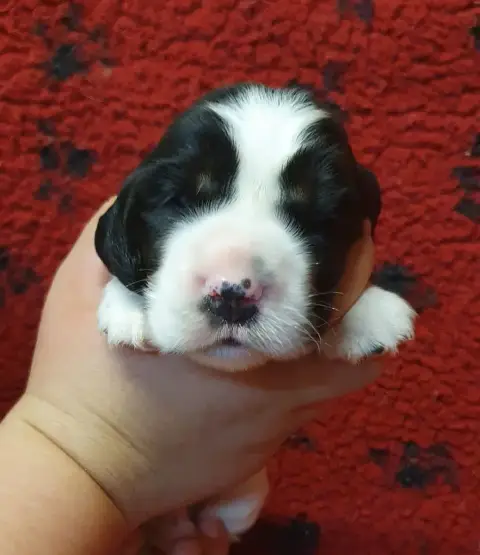 Cocker Spaniel Anglais