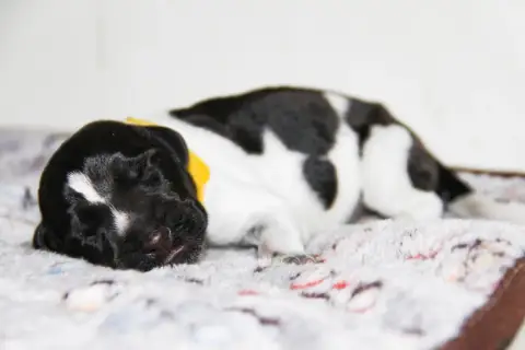Chien D'Arrêt Allemand À Poil Dur  Badger Des Arrêts  fd12e