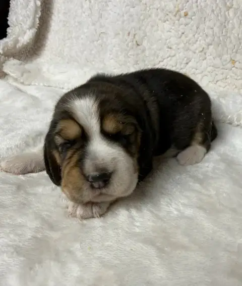 Beagle  Chiot N°5 Du Moulin De Madjurie