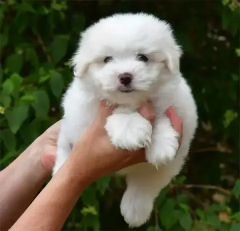 Coton De Tulear  Chiot N°2 De Dame Nature