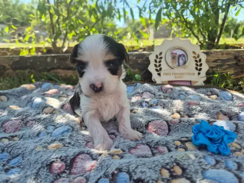 Biewer Terrier  Bleu Black Of Angels Life