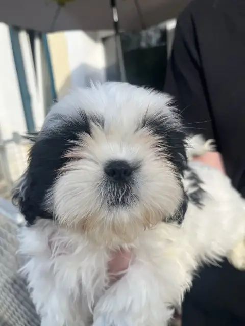Shih Tzu  B De Pepsie Pep'S