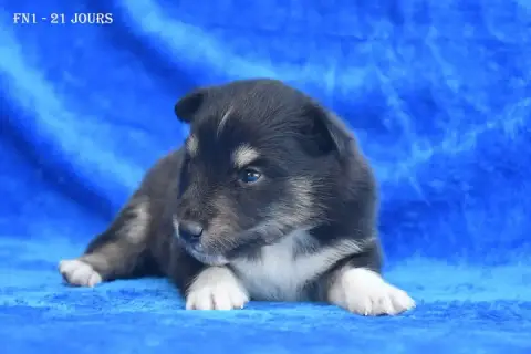 Shetland Sheepdog photo 2