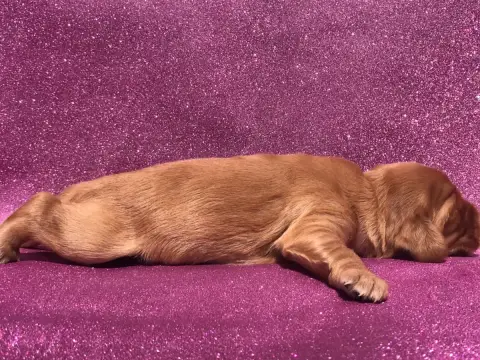 Cocker Spaniel Anglais
