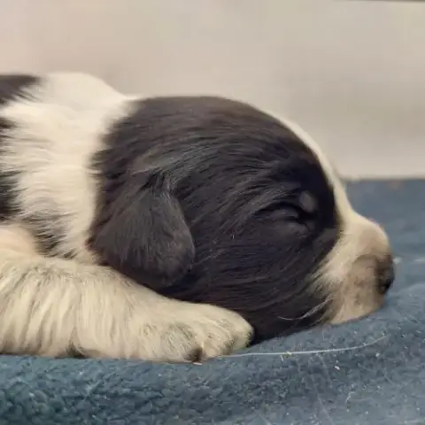 Chiots Schapendoes Lof – Élevage Familial