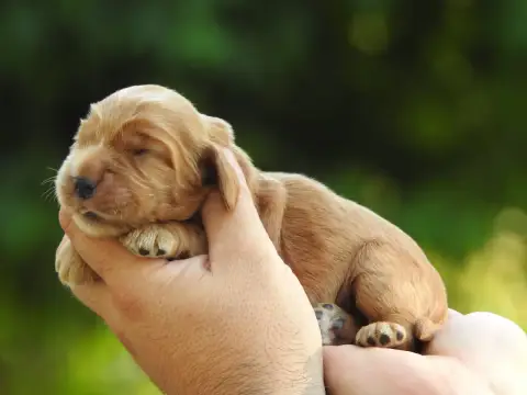 Cocker Spaniel Anglais 
                        B2 Du b4542