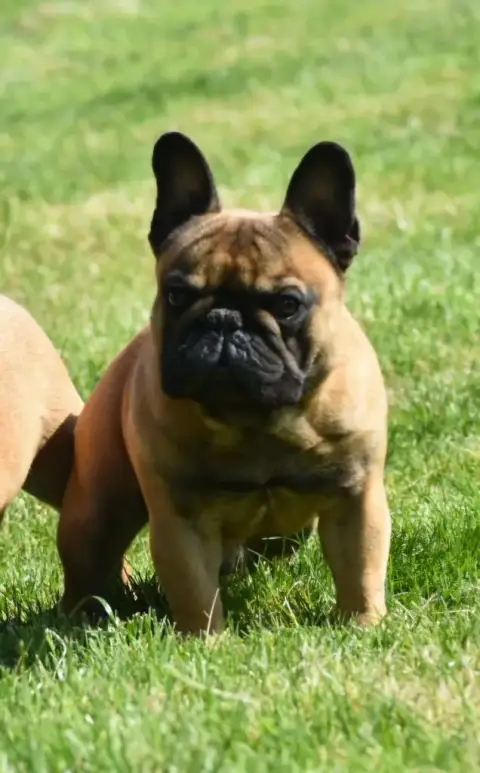 Bouledogue Français  Armani Des Éclats De Cassiopée 8d403 photo 2