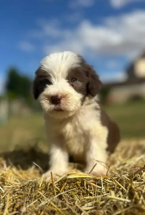 Bearded Collie  Bonnie photo 2