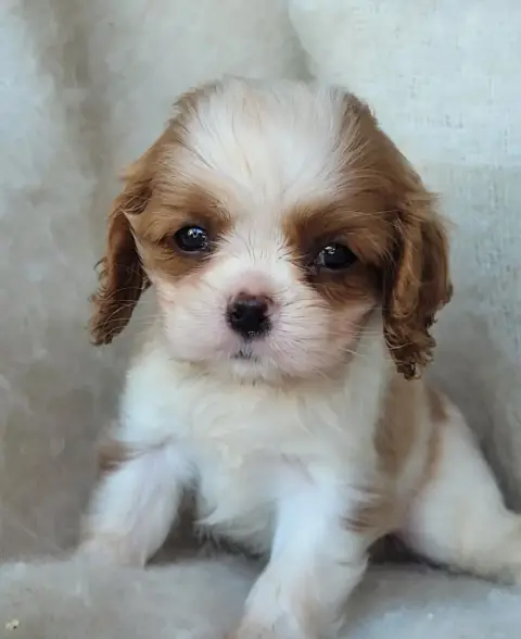 Cavalier King Charles Spaniel  Chiot N°2 Du Domaine D f9a5e photo 2
