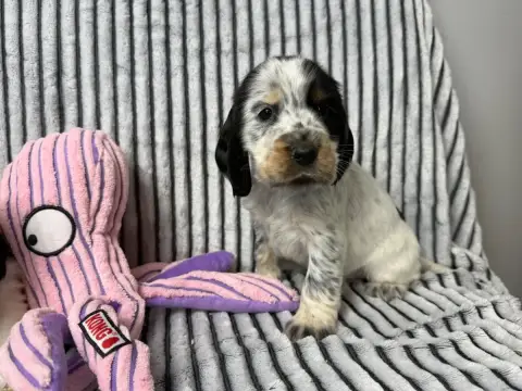 Cocker Spaniel Anglais  Chiot N°2 Du Moulin De Madjur 6c871