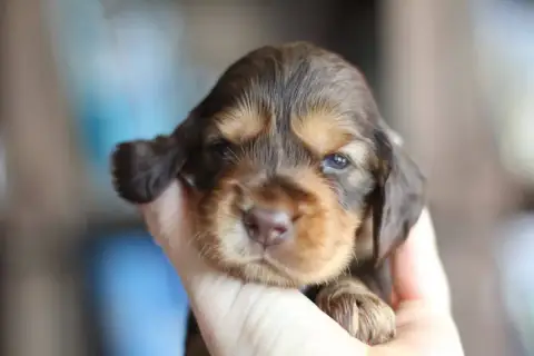 Cocker Spaniel Anglais  Baudelaire
