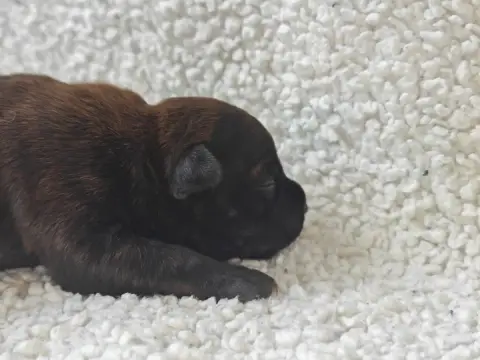 Staffordshire Bull Terrier  Chiot N°4 Des Ecrins Du G d61bc photo 3