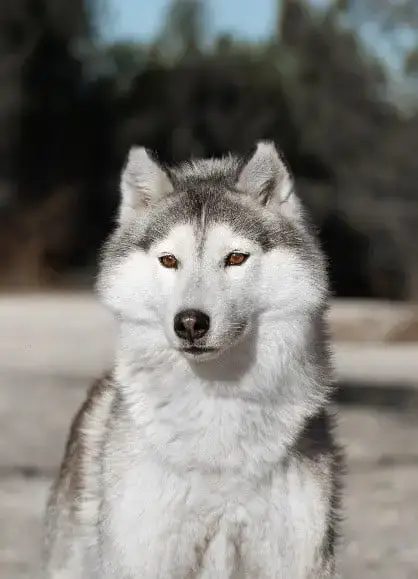 Siberian Husky  Betty Of Umok'S Dreams photo 3
