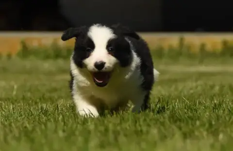 Border Collie  Chiot N°3 Des Collines De Sagne photo 2