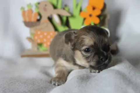 Chihuahua  Chiot N°4 Des Joyaux De La Sambre photo 3