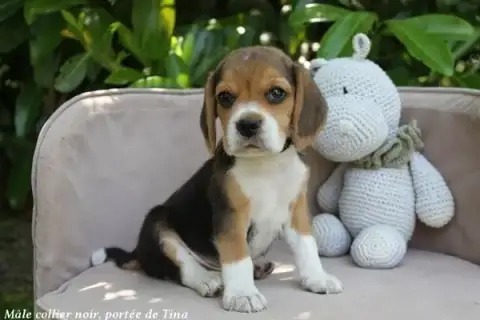Beagle photo 3