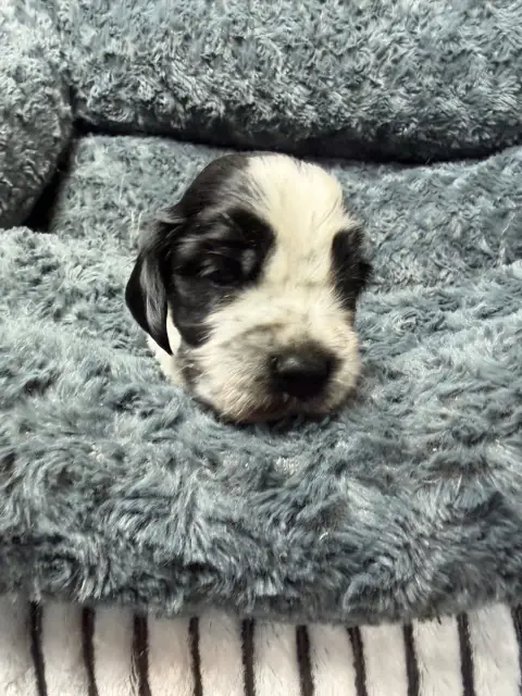 Cocker Spaniel Anglais  Chiot N°3 Du Moulin De Madjur 5502d