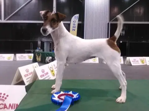 Fox Terrier Poil Lisse  Chiot 2 De La Metevinière photo 3