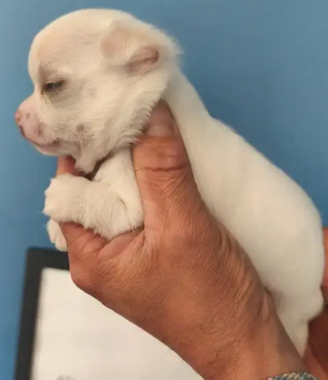 Chihuahua  Bartok De L'Eclipse Du J'Gembad photo 2