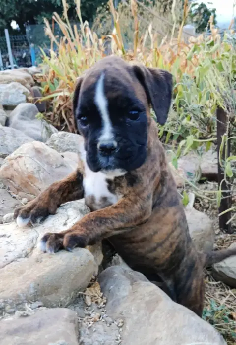 Boxer 
                        Britney Des Felicuncan 13806 photo 3